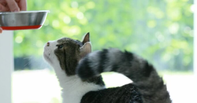 cat meows to the oncoming bowl of food