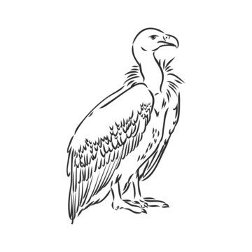 Vulture illustration, drawing, engraving ink, line art, vector