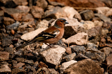Great view of a male chaffinch Fringilla coelebs sitting on stony ground