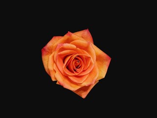 Orange Rose