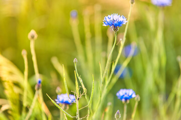Meadow flowers against a pleasant green field. Cornflowers in natural nature. Selective focus photography
