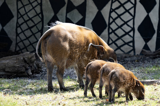 Red River Hog, Potamochoerus porcus, female with chicks