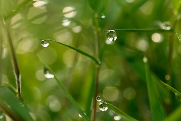 Glitter water droplets on grass leaf tip