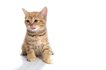 a purebred kitten with a red stripe sits on a white isolated background