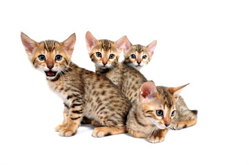 Fototapeta na wymiar Four striped purebred kittens sit on a white background