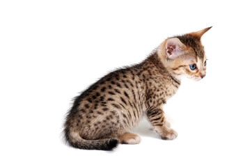 a gray striped purebred kitten sits on a white background