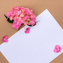 Flowers of pink hydrangea with copy space for design.