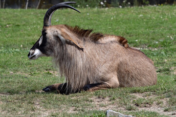 Roan Antelope, Hippotragus equinus, big male resting on grass