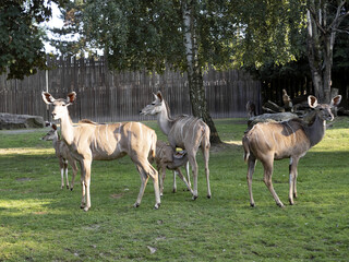 Smaller herd of Greater Kudu, Tragelaphus Strepsiceros, with pups on pasture