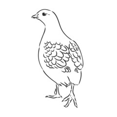 partridge, grouse sketch birds in the village, poultry
