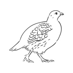 partridge, grouse sketch birds in the village, poultry