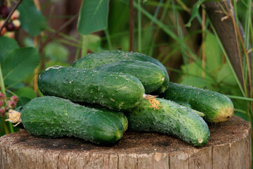 Several cucumbers with pimples on a wooden surface in a farm or garden. Close-up.