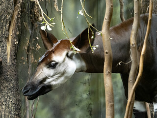 Okapia, Okapia Johnstoni, is hard to photographs, lives hidden in parlor.