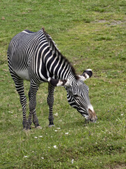 Fototapeta na wymiar Grevy's Zebra, Equus Grevyi, with waist on plastic grass