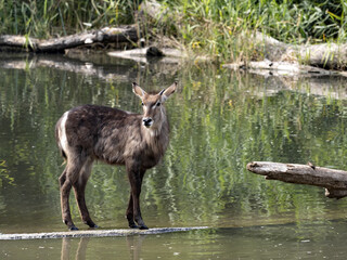 Waterbuck, Kobust e. Ellipsiprymnus, standing in shallow water in a pond