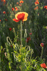 blooming red poppies in the field against the blue sky in summer