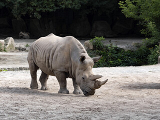 Obraz premium Southern White Rhinoceros, Ceratotherium Simum Simum, resting in standing
