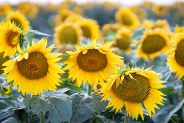 Obraz premium Beautiful yellow sunflower on a sunflower field close-up. Yellow sunflower with copyspace. Sunflower under a cloudy sky