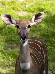 Groups of Lesser Kudu, Tragelaphus imberbis, closely observes surroundings