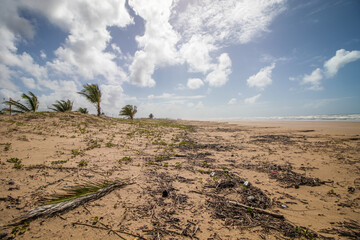 Fototapeta na wymiar View of a wide stretch of beach with a wide sand strip, coconut trees, coastal vegetation and a dramatic cloudy sky