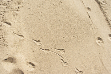 Beige sand pattern texture background with animal tracks