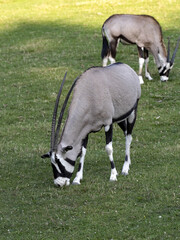 Gemsbok, Oryx Gazella Gazella, graze on green grass