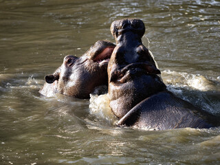 Fototapeta premium Young hippopotamus, Hippopotamus amphibius, play in water and rehearse fights