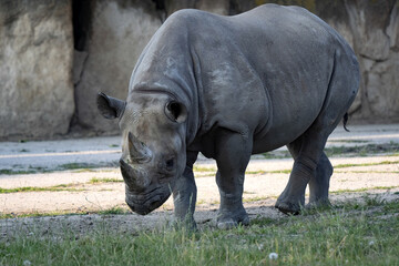 Fototapeta premium Eastern Black Rhinoceros, Diceros Bicornis Michael, Stand with an inclined head and rest