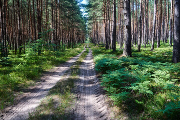 Obraz premium Sandy road in a pine forest in summer