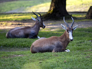 Two blessbok, Damaliscus Pygargus Phillips, lying on the grass and rest