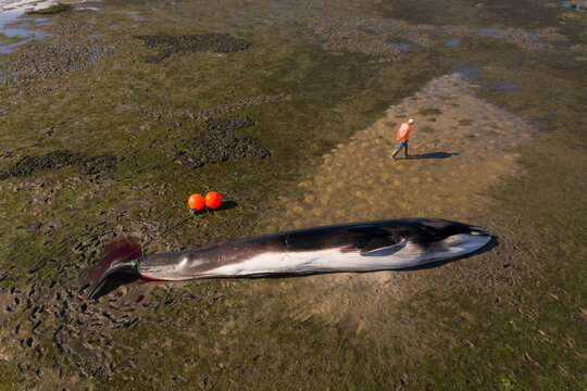 Aerial view of a dead common whale in S. Jacinto, Aveiro, Portugal