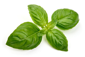 Fresh basil leaves, isolated on white background. High resolution image.