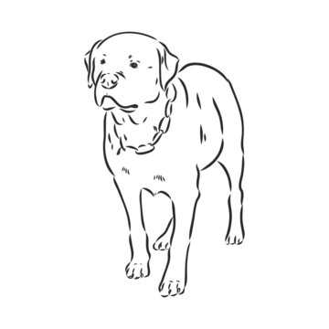 Rottweiler vector hand drawing monochrome illustration isolated on white background