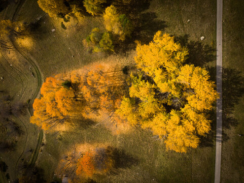 Aerial view of trees in fall with red and yellow leaves, Goms, Switzerland