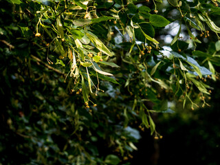 close up of leaves