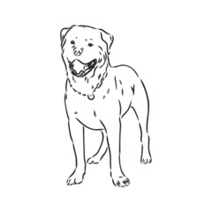 Rottweiler vector hand drawing monochrome illustration isolated on white background