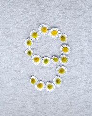 Number 9 of the daisy flower on a gray background