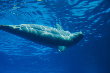 Fototapeta premium Beluga whales in the aquarium, in nature