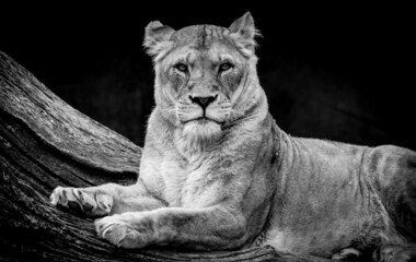 Löwe fokussiert auf einem Baumstamm in freier Wildbahn in schwarz-weiß 