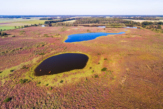 Aerial view of heather field with Scottish Highlanders, Drenthe, Netherlands