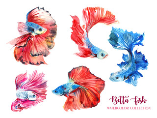 5 red and blue betta fish watercolor collection.