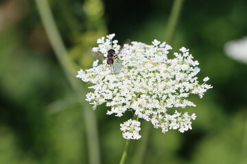 bee on a flower