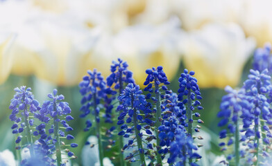 Selective focus on lavender flower. Plant background. Close up.	