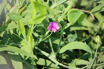 pink and yellow flower