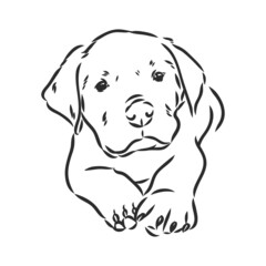 Fototapeta premium Rottweiler vector hand drawing monochrome illustration isolated on white background