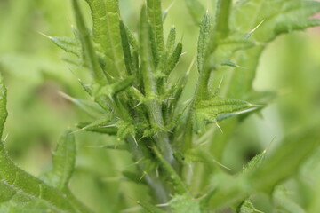 grass with dew