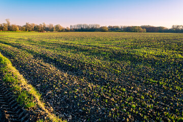 Agricultural field in the evening sun. New, young, fresh growing grain plants. Forest in the background.