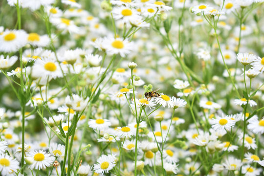 Bee mimic fly in a field of white daisy fleabane (Erigeron annuus) flowers - Powered by Adobe