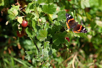 Beautiful large Red Admiral Butterfly Vanessa atalanta sits on green leaves of gooseberry bush with ripe red berries and warms black orange wings hot summer sun. Animal insect listed red book