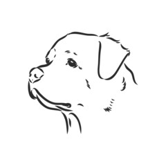 Rottweiler vector hand drawing monochrome illustration isolated on white background